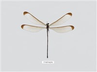 藏品(中華珈蟌南台亞種)的圖片